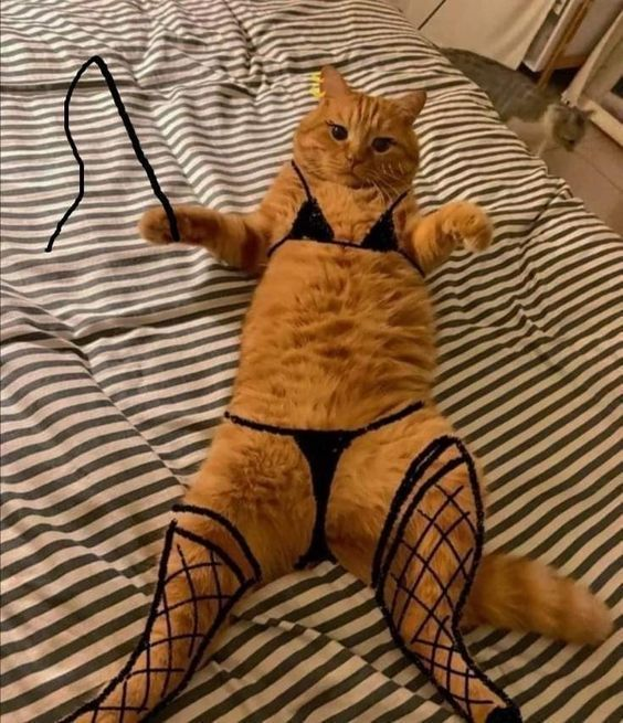 Gata en bikini